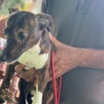 Mischling Pluto, 10/2022, 35 cm