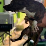 Mischling Pluto, 10/2022, 35 cm