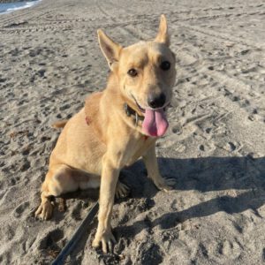 Podenco Mischling Pollicino, 03/2019, ca. 45 cm