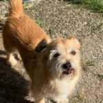 Terrier-Mischling Pomion, 02/2016, 30 cm