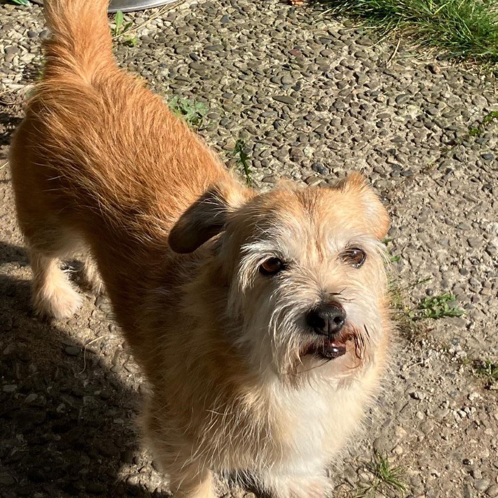 Terrier-Mischling Pomion, 02/2016, 30 cm