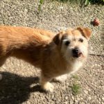 Terrier-Mischling Pomion, 02/2016, 30 cm