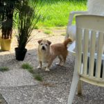 Terrier-Mischling Pomion, 02/2016, 30 cm