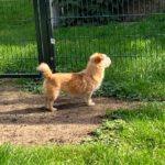 Terrier-Mischling Pomion, 02/2016, 30 cm