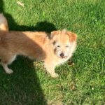 Terrier-Mischling Pomion, 02/2016, 30 cm