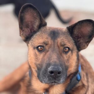 Malinois-Mischling Porsche, 10/2015, ca 58 cm