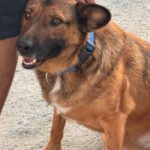 Malinois-Mischling Porsche, 10/2015, ca 58 cm