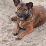 Malinois-Mischling Porsche, 10/2015, ca 58 cm