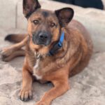 Malinois-Mischling Porsche, 10/2015, ca 58 cm