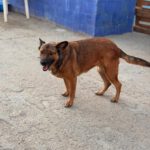 Malinois-Mischling Porsche, 10/2015, ca 58 cm