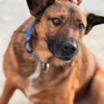 Malinois-Mischling Porsche, 10/2015, ca 58 cm