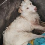 Podenco Protecton, 02/2016, ca. 70 cm