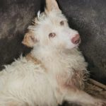 Podenco Protecton, 02/2016, ca. 70 cm
