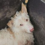 Podenco Protecton, 02/2016, ca. 70 cm
