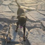 Mischling Ramiro, 08/2020, ca. 40 cm