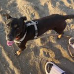 Mischling Ramiro, 08/2020, ca. 40 cm