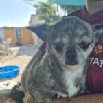 Chihuahua Ratona, 07.11.2019, ca. 20 cm