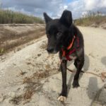 Mischling Rayo, 11/2014, ca. 50 cm