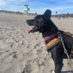 Mischling Rayo, 11/2014, ca. 50 cm