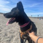 Mischling Rayo, 11/2014, ca. 50 cm