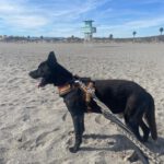 Mischling Rayo, 11/2014, ca. 50 cm