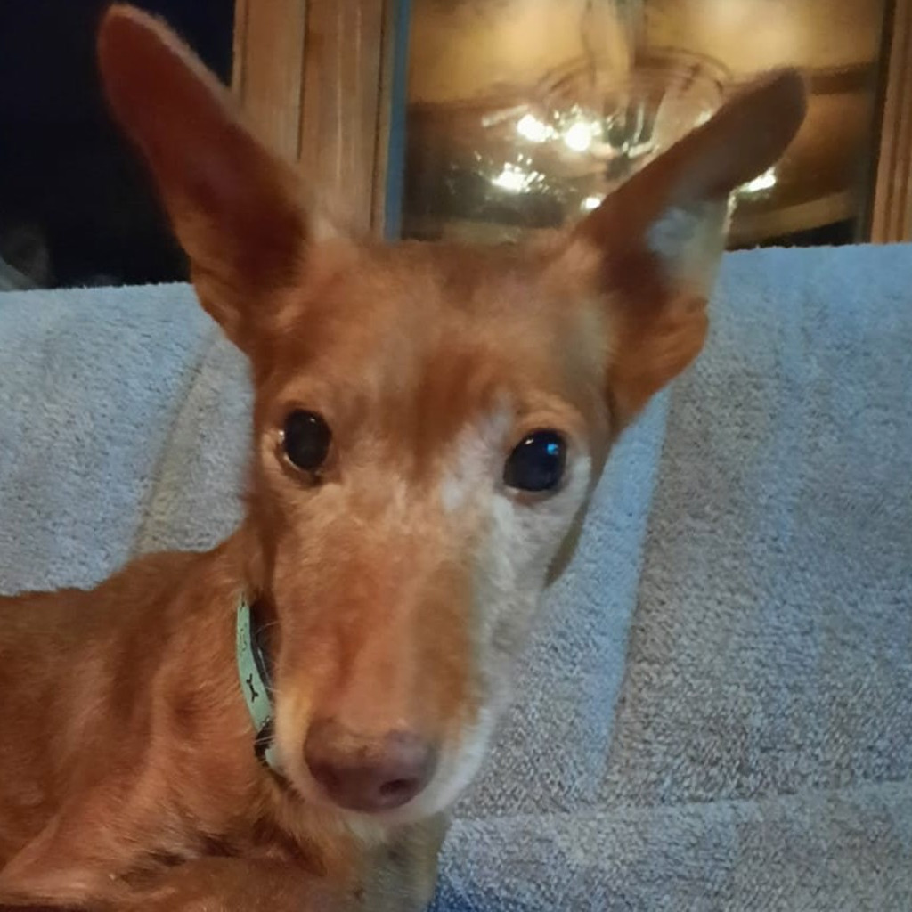 Podenco Maneto Bandera, 08/2012, ca. 35 cm