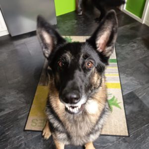 Schäferhund Reina, 07/2021, 60 cm, 64342 Seeheim Jugenheim
