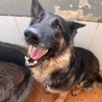 Schäferhund Reina, 07/2021, 60 cm, 64342 Seeheim Jugenheim