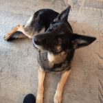 Schäferhund Reina, 07/2021, 60 cm, 64342 Seeheim Jugenheim