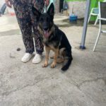 Schäferhund Reina, 07/2021, 60 cm, 64342 Seeheim Jugenheim