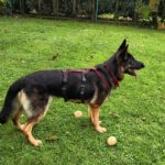 Schäferhund Reina, 07/2021, 60 cm, 64342 Seeheim Jugenheim