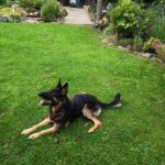 Schäferhund Reina, 07/2021, 60 cm, 64342 Seeheim Jugenheim