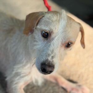 Mischling Remmelt, 10/2023, ca. 40-45 cm