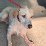 Mischling Remmelt, 10/2023, ca. 40-45 cm