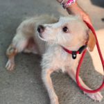 Mischling Remmelt, 10/2023, ca. 40-45 cm