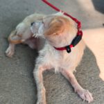 Mischling Remmelt, 10/2023, ca. 40-45 cm