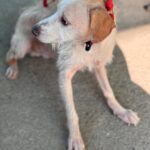 Mischling Remmelt, 10/2023, ca. 40-45 cm