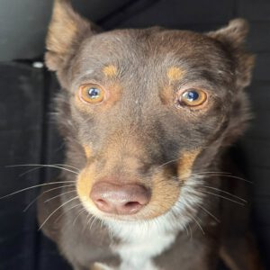 Podenco Remo, 07/2023, ca. 40 cm