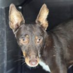 Podenco Remo, 07/2023, ca. 40 cm