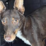 Podenco Remo, 07/2023, ca. 40 cm