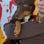 Podenco Remo, 07/2023, ca. 40 cm