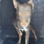 Podenco Remo, 07/2023, ca. 40 cm