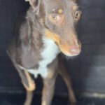 Podenco Remo, 07/2023, ca. 40 cm