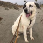 Mastin Mischling Riley, 01/2023, ca. 73 cm, 51588 Wipperfürth