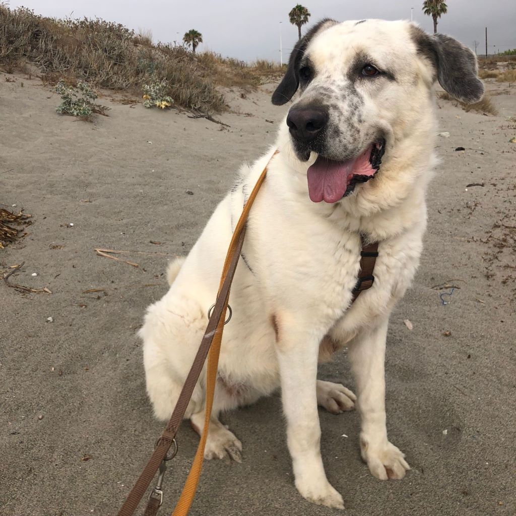 Mastin Mischling Riley, 01/2023, ca. 73 cm, 51588 Wipperfürth