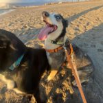 Husky Border Collie Mischling Rita, 10/2022, ca. 55 cm