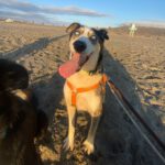 Husky Border Collie Mischling Rita, 10/2022, ca. 55 cm