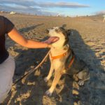 Husky Border Collie Mischling Rita, 10/2022, ca. 55 cm