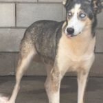 Husky Border Collie Mischling Rita, 10/2022, ca. 55 cm