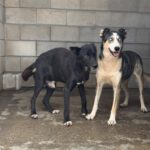 Husky Border Collie Mischling Rita, 10/2022, ca. 55 cm
